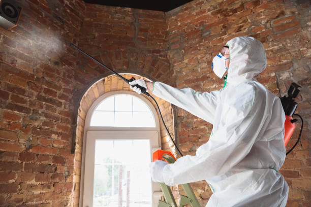 Best Black Mold Removal in Hendersonville, TN