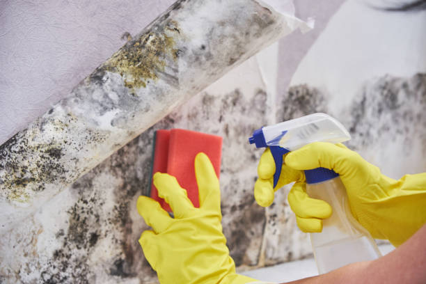 Reliable Hendersonville, TN Mold Removal Solutions