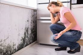 Best Environmental Consulting for Mold Prevention in Hendersonville, TN